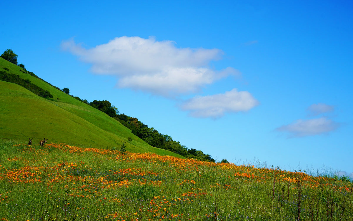 Milpitas mountain hillside